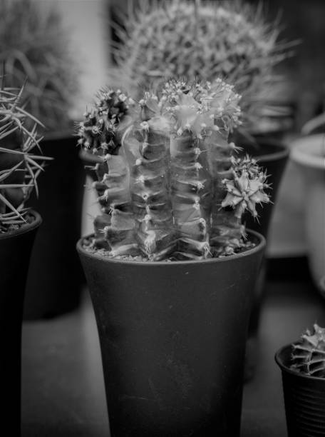 istock Close up thorns of cactus, Cactus Background 1079124844
