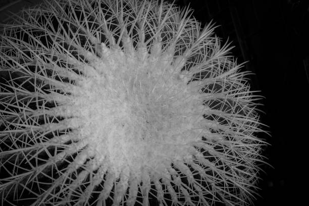 istock Close up thorns of cactus, Cactus Background 1079125248