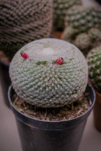 istock Close up thorns of cactus, Cactus Background 1079125560