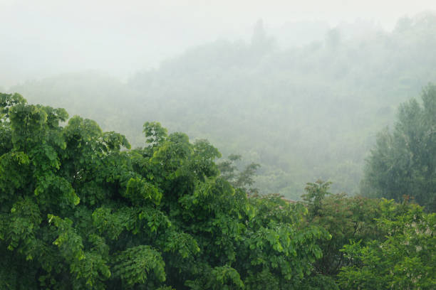 istock Trees in the rain, view from the window 1079131044