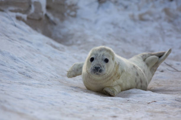 grijze zeehond; selo cinzento; halichoerus filometor - grypus - fotografias e filmes do acervo