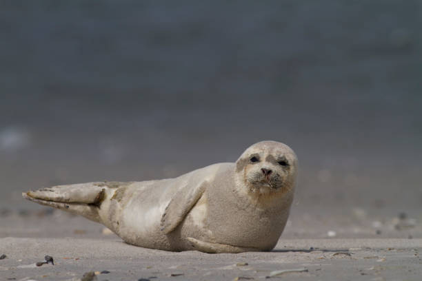 istock grijze zeehond; grey seal; Halichoerus grypus 1079132926