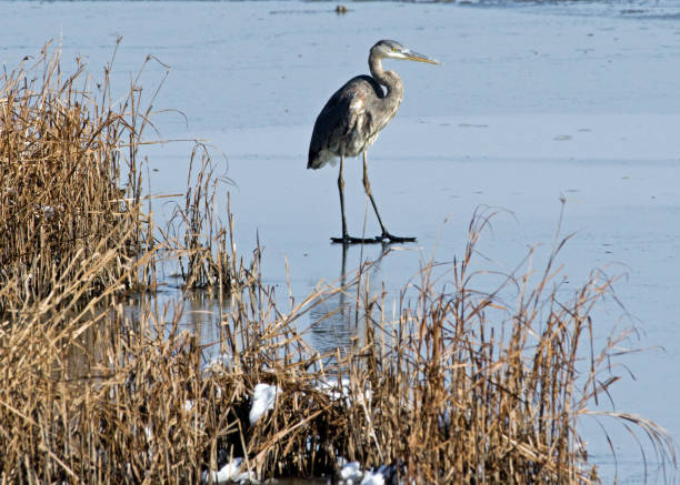 istock Great blue heron standing on frozen pond 1079134530