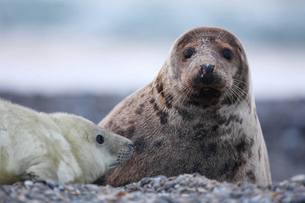 grijze zeehond, foca-cinzenta, halichoerus filometor, kegelrob - grypus - fotografias e filmes do acervo