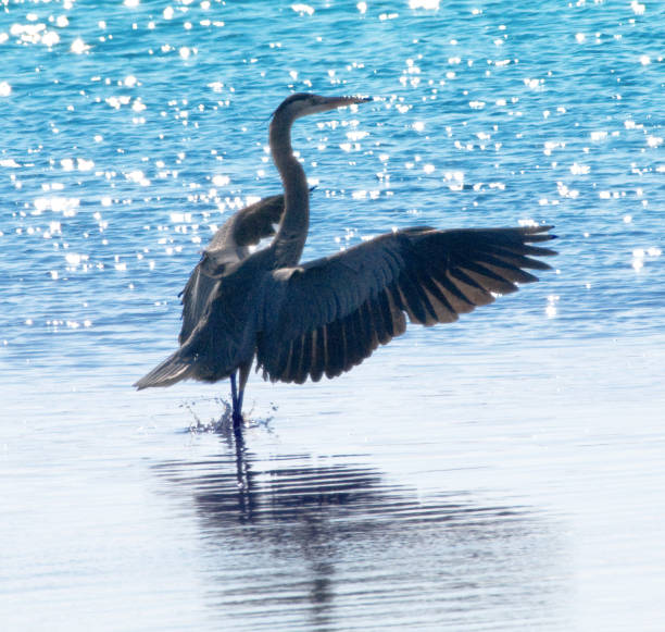 istock Great blue heron on water's edge with sun reflecting off water 1079134666