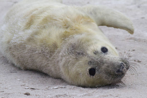 istock grijze zeehond; grey seal; Halichoerus grypus 1079134886