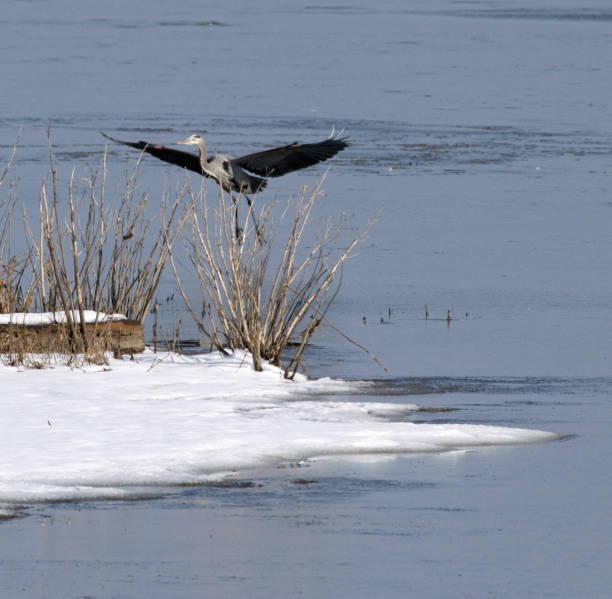 istock Great blue heron with wings spread landing in snow 1079134930