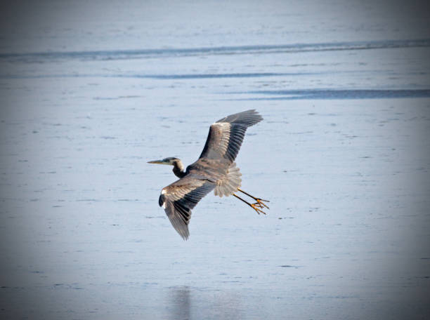 istock Great blue heron in flight wings spread over water 1079136220