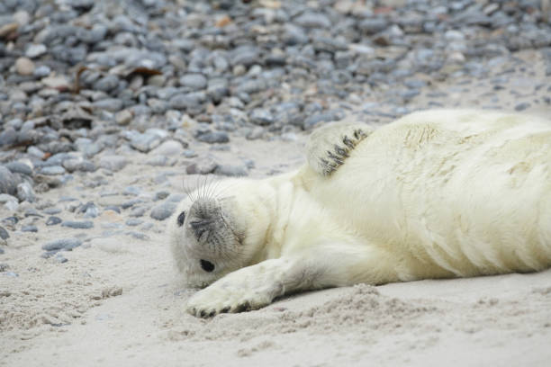 istock grijze zeehond; grey seal; Halichoerus grypus 1079136492