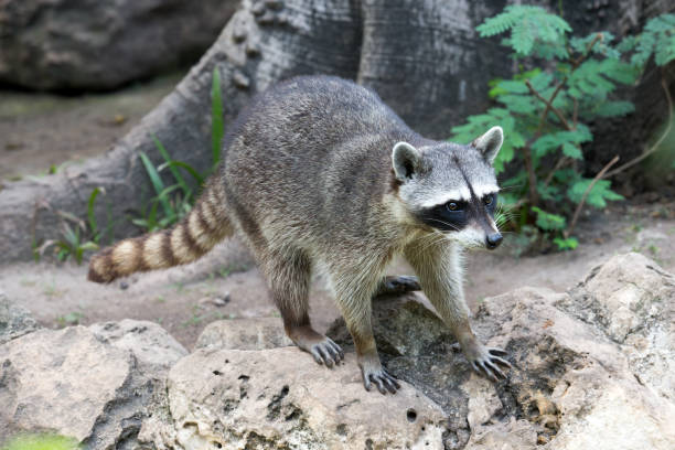istock Raccoon sitting and staring intently 1079136920