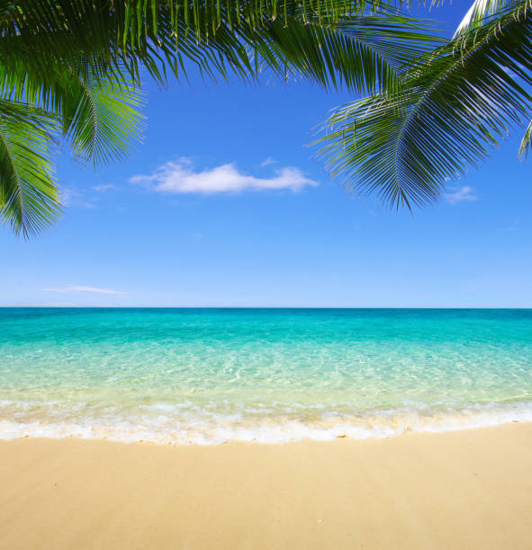 istock beach and tropical sea 1079136926