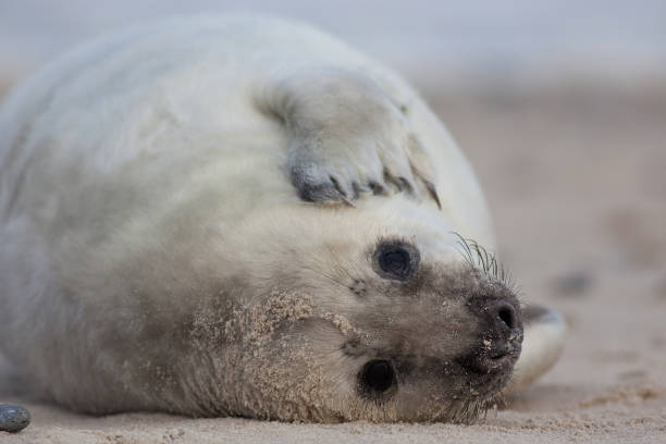 istock grijze zeehond; grey seal; Halichoerus grypus 1079136964