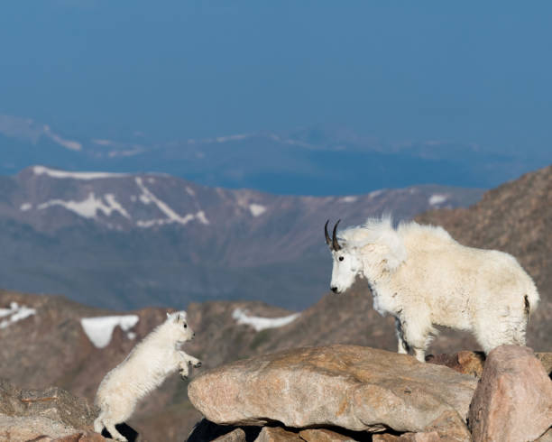 istock Long Horn Sheep Mom and Calf 1079137564