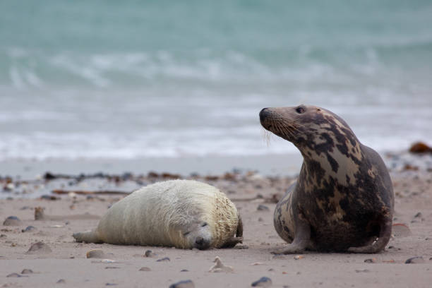 istock grijze zeehond; grey seal; Halichoerus grypus 1079137596