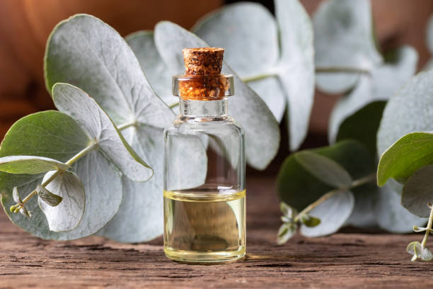istock A bottle of eucalyptus essential oil with fresh eucalyptus 1079138192