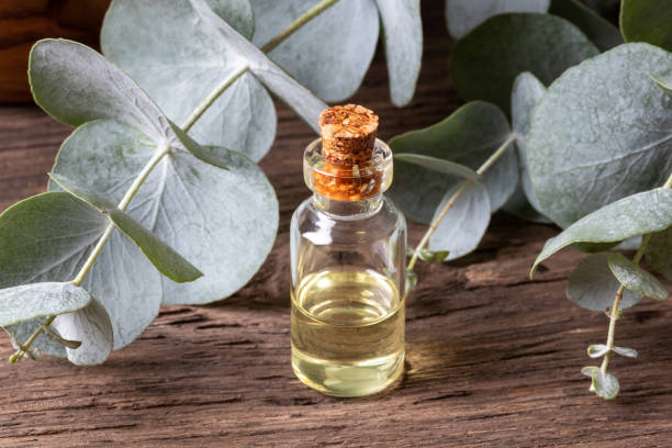istock A bottle of eucalyptus essential oil with fresh eucalyptus 1079138202