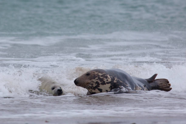 istock grijze zeehond; grey seal; Halichoerus grypus 1079140120