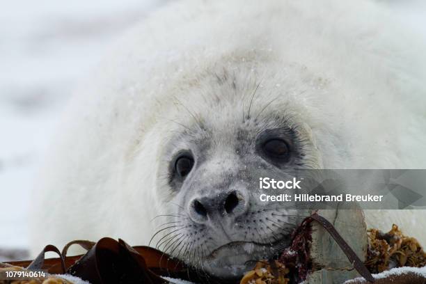 Grijze Zeehond Grey Seal Halichoerus Grypus Stock Photo - Download Image Now - Affectionate, Animal, Care