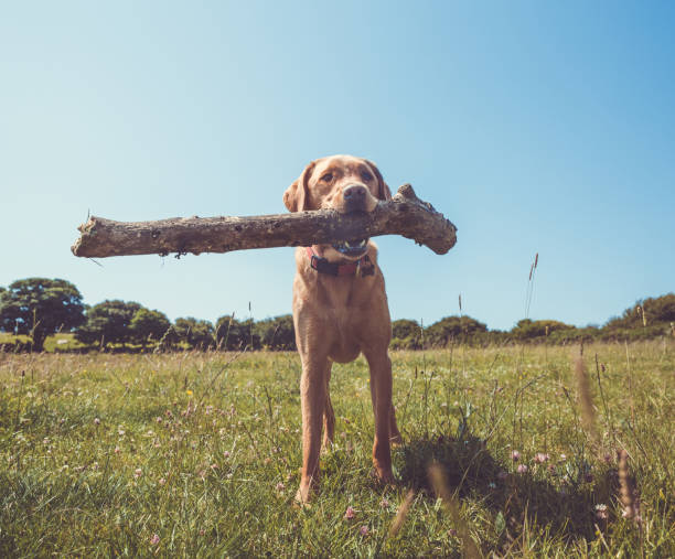 istock Dog playing fetch with a big stick 1079147306