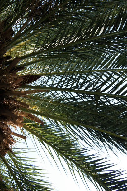 istock Palm and house in sunny day. Rome. Italy 1079147700