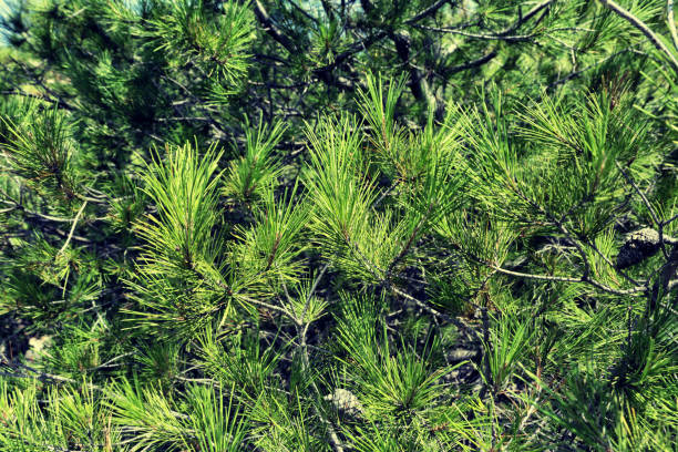 istock Thickets of green bush. 1079152334