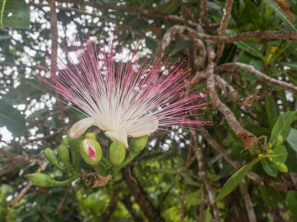 istock Flower of Fish Poison Tree 1079154430