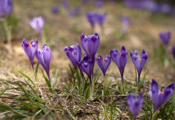 istock Blooming violet and blue crocus in the high mountains in early spring. Spring background. 1079157092