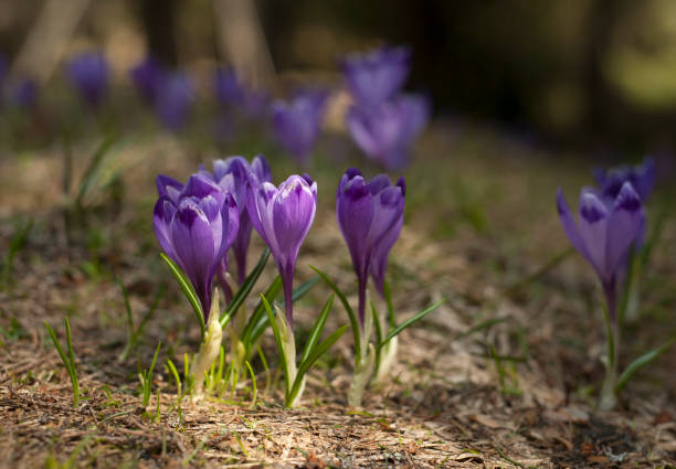 istock Blooming violet and blue crocus in the high mountains in early spring. Spring background. 1079157116