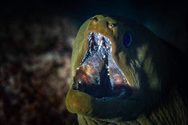 A close-up view of a moray eel hiding between rocky formations in the clear waters of Costa Brava, Spain. The vibrant colors of the rocks and marine life create a striking contrast with the speckled pattern of the eel, showcasing the rich underwater ecosystem of the Mediterranean Sea.