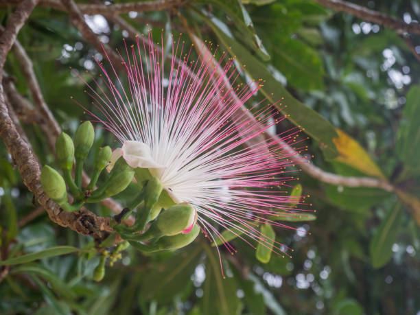 istock Flower of Fish Poison Tree 1079160102