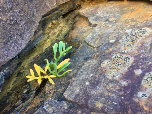 istock small plant grows through a stone, stunted plant 1079160178