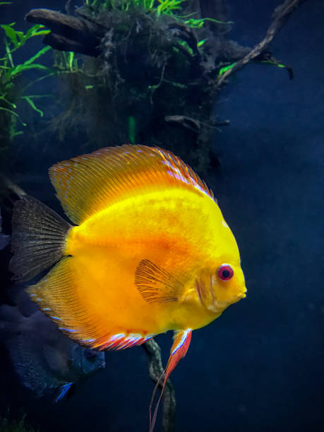 yellow discus, Symphysodon aequifasciatus Yellow variety of blue discus, Symphysodon aequifasciatus, swimming in an aquarium. symphysodon aequifasciatus stock pictures, royalty-free photos & images