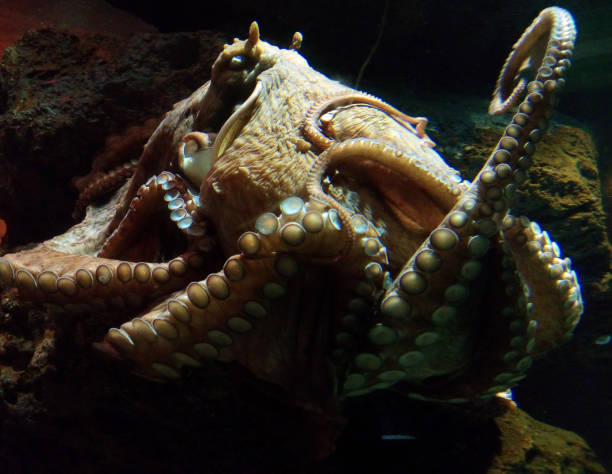 istock Graceful swimming octopus with long tendrils underwater in soft light. Beautiful graceful octopus underwater 1079161974