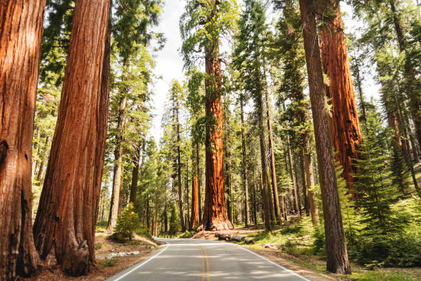 giant sequoia baum - nationalpark stock-fotos und bilder