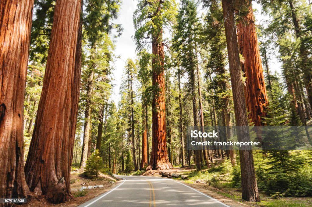 giant sequoia tree National Park Stock Photo