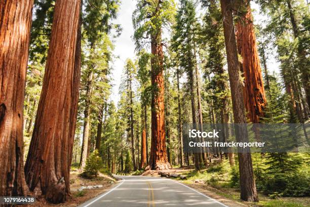 Giant Sequoia Tree Stock Photo - Download Image Now - National Park, Redwood Forest, Redwood National Park