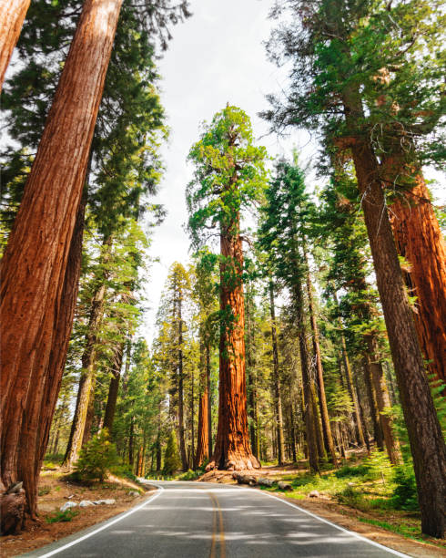 albero di sequoia gigante - redwood sequoia california redwood national park foto e immagini stock