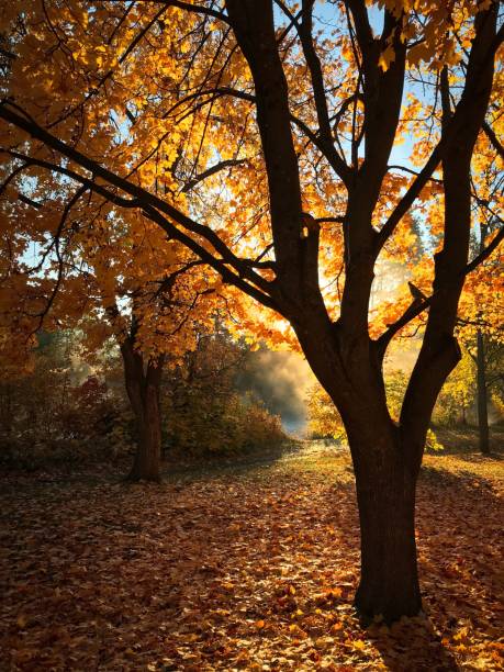 istock The end of summer 1079167140