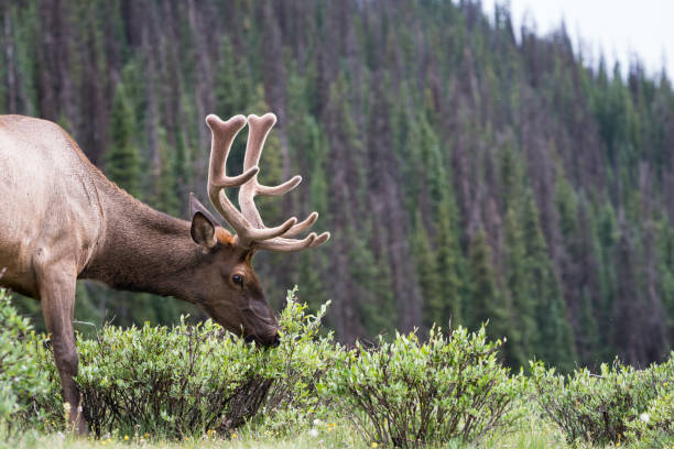 istock Elk Colorado Rocky Mountains 1079167176