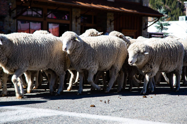 Cтоковое фото Фестиваль овец