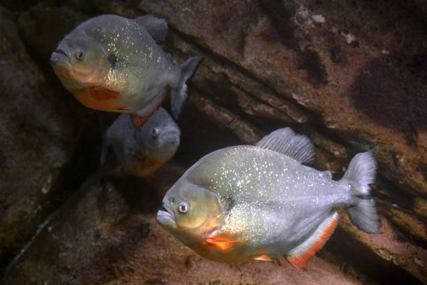 istock black spot piranha, Pygocentrus cariba 1079177638