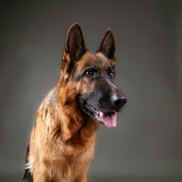 istock Cheerful perky dog on a gray background. German Shepherd 1079180958