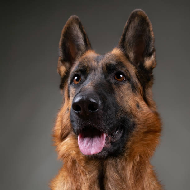 istock Cheerful perky dog on a gray background. German Shepherd 1079180998
