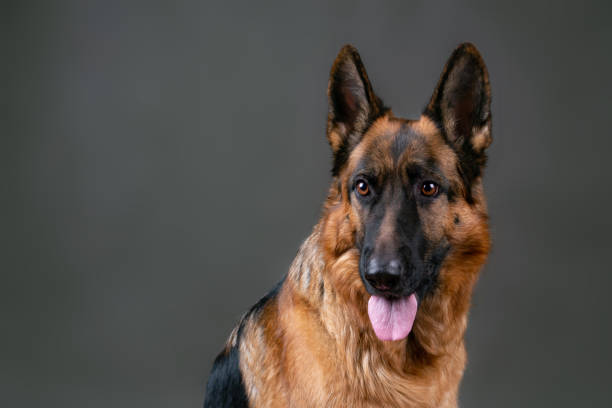 istock Cheerful perky dog on a gray background. German Shepherd 1079181008