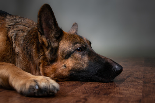 Playful german shepherd dog