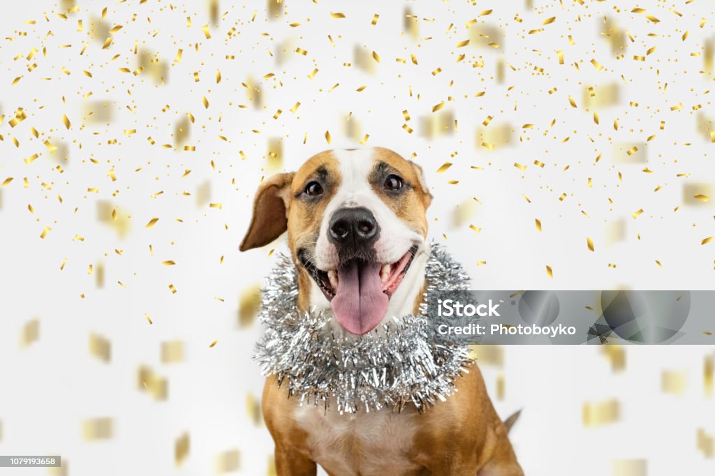 Perro feliz en Navidad oropel y confetis de fondo. - Foto de stock de Año nuevo libre de derechos