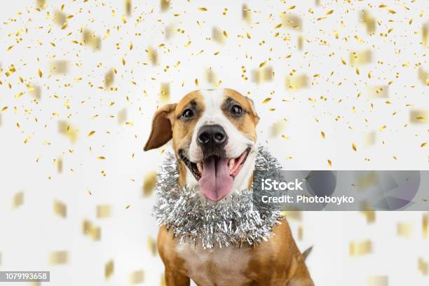 Perro Feliz En Navidad Oropel Y Confetis De Fondo Foto de stock y más banco de imágenes de Año nuevo - Año nuevo, Perro, Mascota