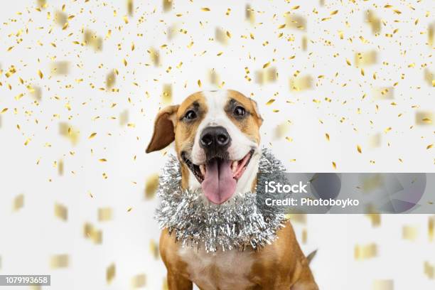 Cane Felice In Orpelli Natalizi E Coriandoli - Fotografie stock e altre immagini di Capodanno - Capodanno, Cane, Animale da compagnia