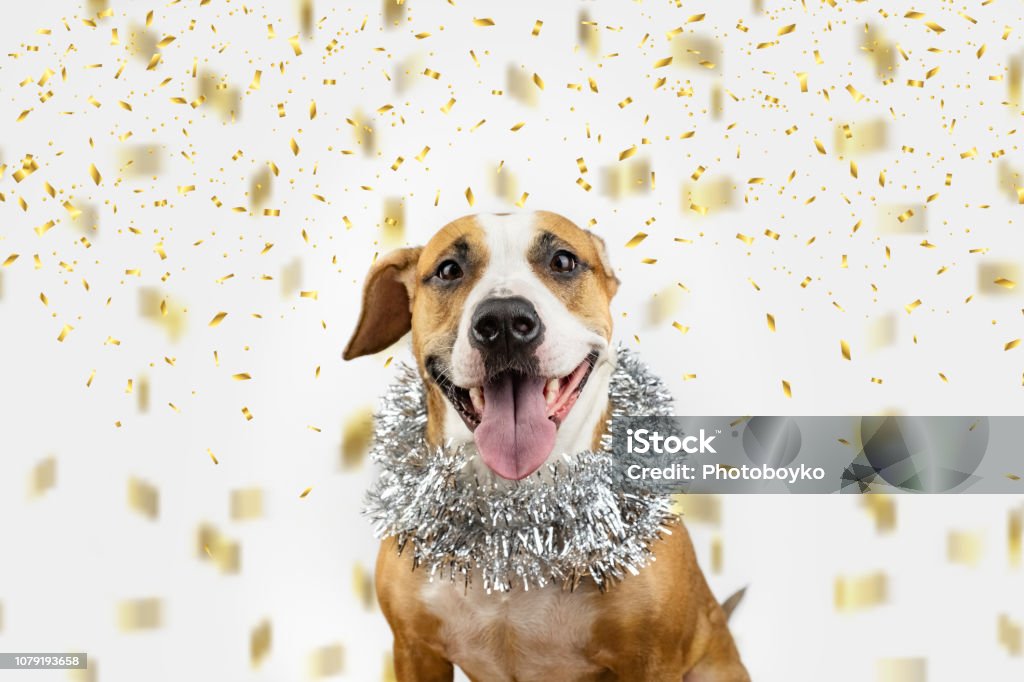 クリスマス見掛け倒しと紙吹雪のバック グラウンドで幸せな犬は。 - 正月のロイヤリティフリーストックフォト