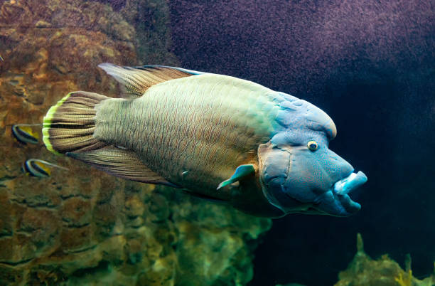 istock Cheilinus undulatus or Napoleon fish. 1079198190
